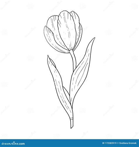 tulip outline|Tulip outline